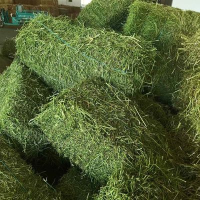 紫花苜蓿干草捆:羊驼专用草料,牛马羊养殖厂的绿色选择!