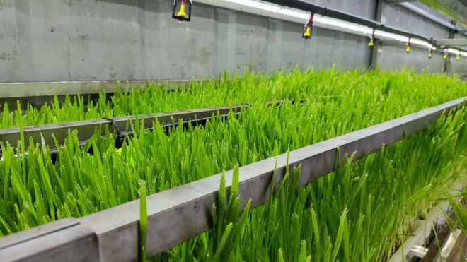 什么是水培牧草植物工厂 未来青饲料生产的智能化解决方案
