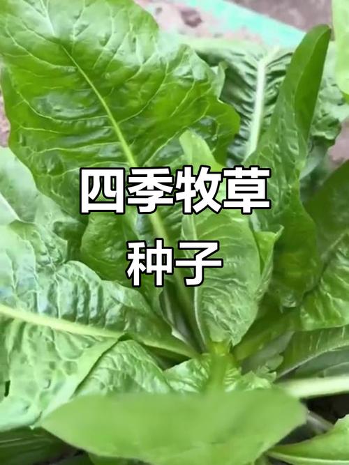 大叶菊苣 四季常青的牧草之王，适合多种动物的优质饲料