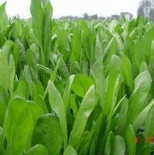 鲜草与牧草全解析 最新产品参考与饲料应用指南