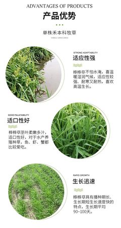菵草 耐寒高产的冬季优良饲料牧草与水田杂草